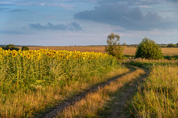 Agricultural field with yellow sunflowers against the sky with clouds. Golden sunset. Country road.