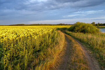 Agricultural Field Yellow Sunflowers Sky Background Clouds Country Road Field