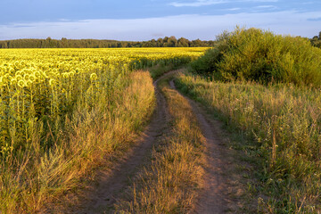 Agricultural Field Yellow Sunflowers Sky Background Clouds Country Road Field