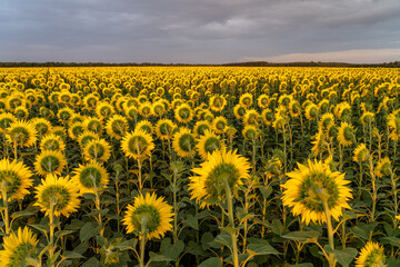 Fototapeta premium Agricultural field with yellow sunflowers against the sky with clouds. Golden sunset.