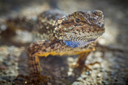 western fence lizard