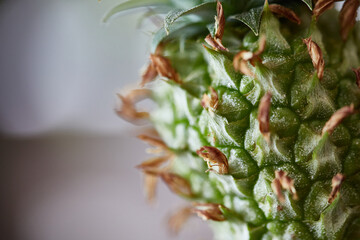 Nahaufnahme einer kleinen Ananas, Pflanzenfasern stehen von der unreifen Frucht ab.