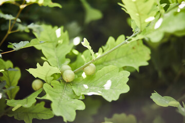 Junge Triebe einer deutschen Eiche, daran frische Eicheln