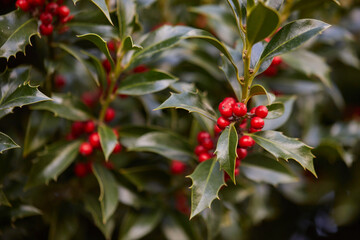 Rote Beeren an Stechpalme