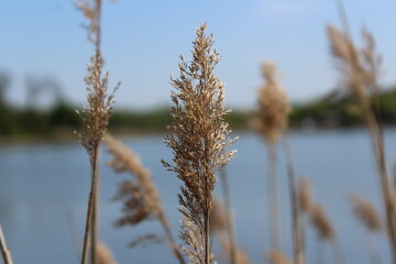 Garden flowers - floral paradise