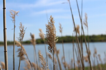 Garden flowers - floral paradise