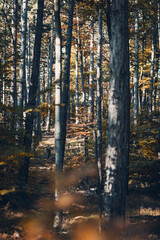 Fototapeta premium Schöner Herbstwald in Österreich