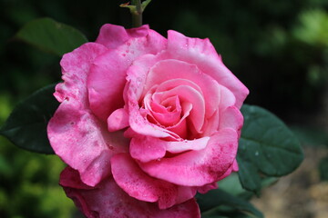 Garden flowers - floral paradise