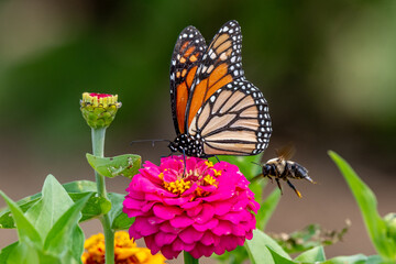 Closeup of a monarch butterfly pollinating a bright pink zinnia flower - Michigan