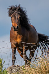 Beautiful horse in the wind