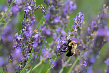 Closeup of a bumblebee pollinating a lavender flower - Michigan