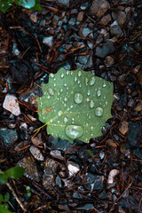 Ein Blatt mit Regentropfen am Wald Boden. 