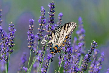 Closeup of a Canada tiger swallowtail butterfly pollinating a lavender flower - Michigan