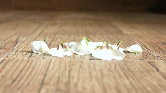 Petals fall. Eustoma petals fall