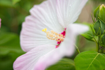 Obraz premium Hibiscus syriacus flower blooming in July