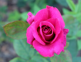 Bright crimson rose among the greenery in the garden. selective focus, horizontal orientation.