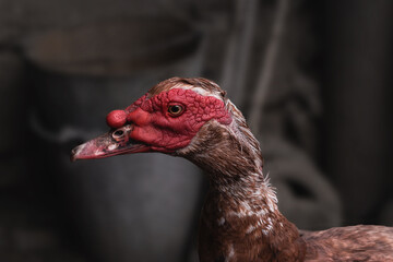 Colorful head with the beak of a brown musk duck in a rural yard on a sunny summer day on a dark blurry background.