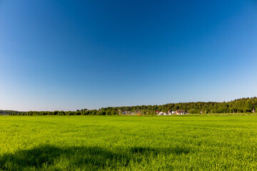 Beautiful landscape with green agricultural field and lush blue sky