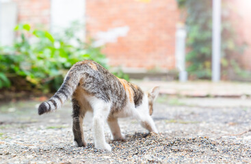 Small gray and white kitten burying its excrements outdoors. Feline cleanliness. A cat sniffing and...