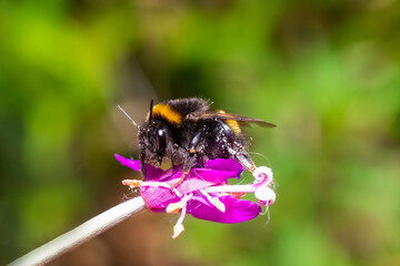 A buff-tailed bumblebee queen (Bombus terrestris) at rest on a leaf.