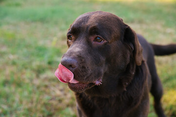 Portrait of a Labrador dog. The wool is chocolate-colored. A pet on a walk.