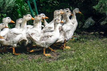 White ducks in a rural yard. White domestic ducks walk on the green grass in the countryside on a sunny day.