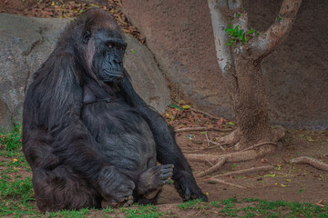 2021-07-30 A ELDERLY GORILLA SITTING STARING OUT © Michael J Magee