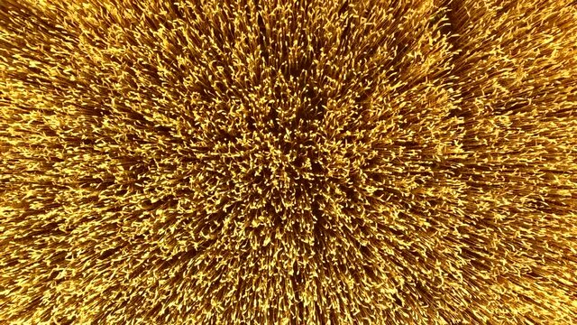 Flying over field of yellow ripe wheat, dawn sunset. Natural background.