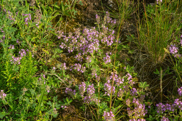 Beautiful flowers of thyme on a meadow on a summer day