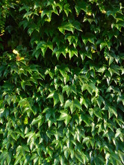 Green leaf wall | Ivy plant wallpaper pattern | Wall overgrown with green leaves in shining sun | Plant life takign over wall