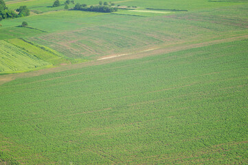 Beautiful summer landscape, green field on a sunny day