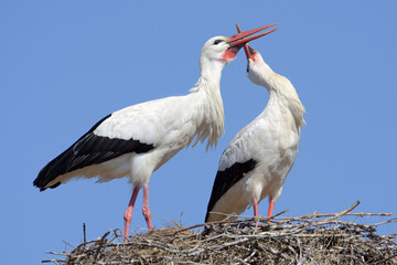 Beautiful couple of storks in love. 