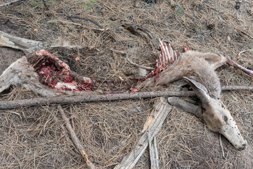 The carcass of a dead deer killed by a mountain lion, lying on the forest floor, its organs eaten.