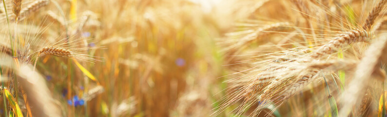 Ripening yellow ears of wheat with shallow depth of field in field with. Panoramic yellow banner with ears of corn on both sides of the frame. Rural landscape of a ripening harvest at sunset