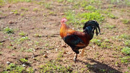 rooster in the grass