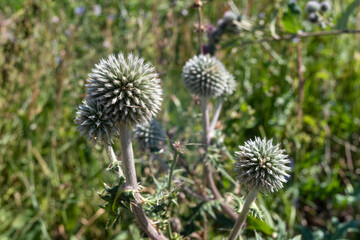 Inflorescence of Echinops sphaerocephalus in the field.