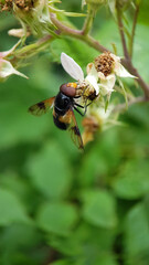 fly on flower yellow black