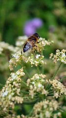 fly on flower yellow black
