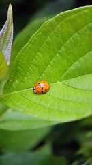 ladybird on leaf red