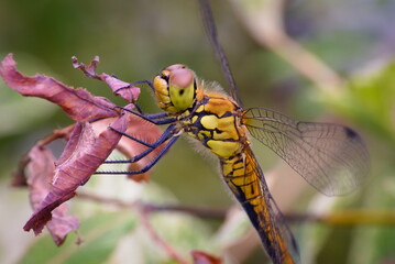 Dragonfly Ruddy Darter resting on a sprig in the garden in the summer