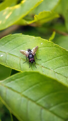 fly on leaf