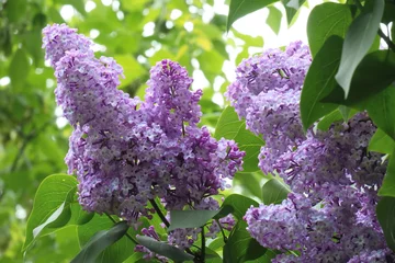 Fotobehang The lilac blossomed on a spring day © Олег Царев