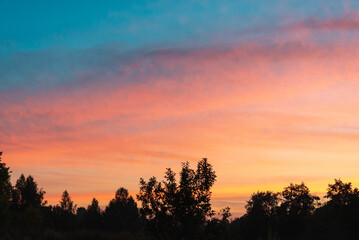 Fototapeta na wymiar Dawn pink and silhouettes of trees.