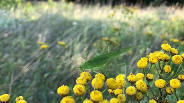 Eine gro&szlig;e gr&uuml;ne Heuschrecke, Grash&uuml;pfer auf einem Rainfarn.