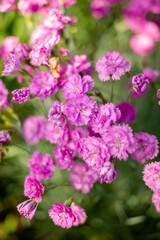 close up of pink flowers