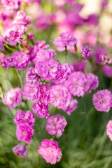 pink and white flowers