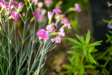 flowers in the garden