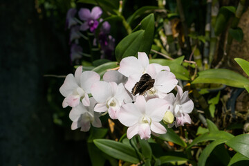 Butterfly and white flower in the freshness natural environment