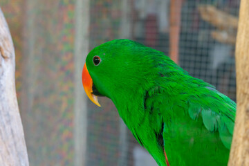 Green parrot background as a love bird pet in the case