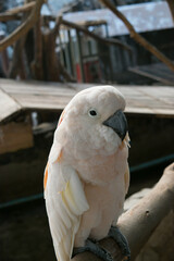 White parrot on the wooden branch